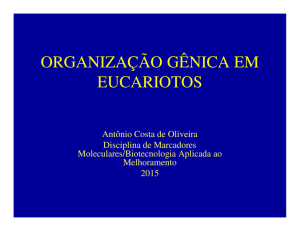 organização gênica em eucariotos