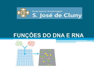 funções do dna e rna