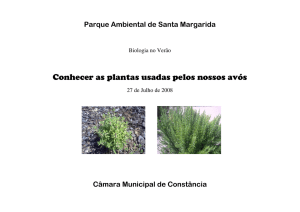 Conhecer as plantas usadas pelos nossos avós