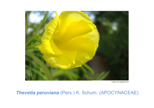 Thevetia peruviana (Pers.) K. Schum. (APOCYNACEAE)