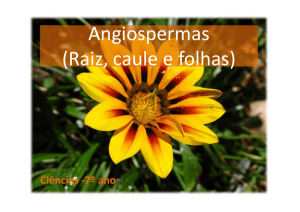 Angiospermas (Raiz, caule e folhas)
