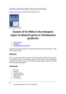 Clusters of 5S rRNAs in the intergenic region of ubiquitin genes in