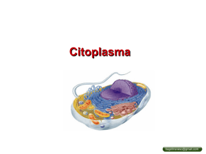Citoplasma - Thiago Lins do Nascimento