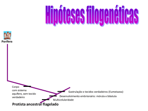 HIPÓTESES FILOGENÉTICAS DA EMBRIOLOGIA