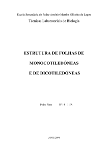 Estrutura de Folhas de Monocotiledóneas e de Dicotiledóneas