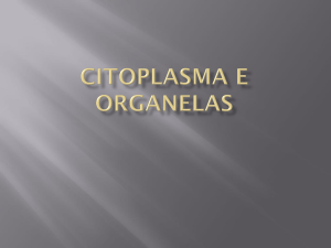 CITOPLASMA E ORGANELAS