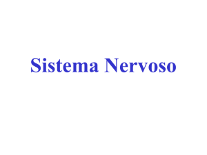 Sistema Nervoso - Portal Bio Humana