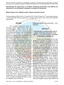 Identificação de potyviroses e do Melon Yellowing associated virus