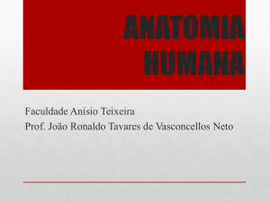 Sistema Nervoso som&aacute;tico