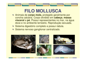 filo mollusca