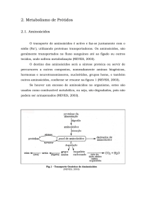 Metabolismo de prótidos