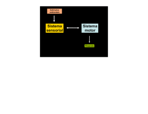 Sistema sensorial Sistema motor