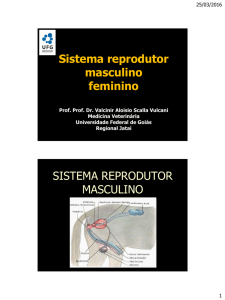Sistema reprodutor