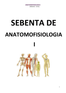 anatomofisiologia