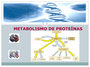 metabolismo de proteínas