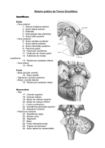 Tronco Encefálico
