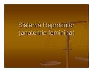 Sistema Reprodutor (anatomia feminina)