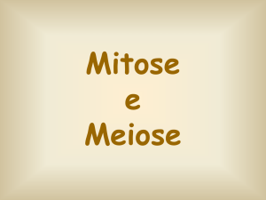 Mitose e Meiose - Odontologia Sorocaba 2016