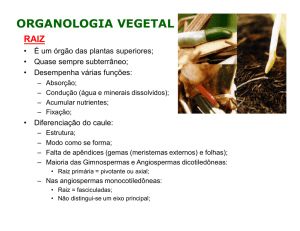 organologia vegetal