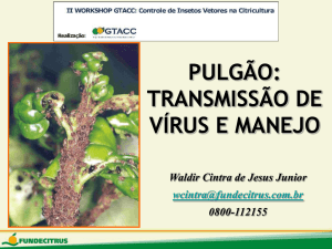 pulgão: transmissão de vírus e manejo