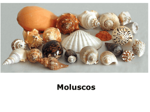 Moluscos e Anelídeos - Laboratório de Biologia