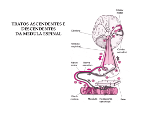 tratos ascendentes e descendentes da medula espinal