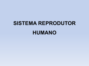 Desenvolvimento Embrionário Evolução dos órgãos reprodutores