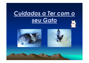 Cuidados a ter com o seu gato - Câmara Municipal de São João da