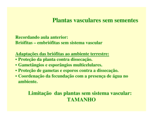Plantas vasculares sem sementes