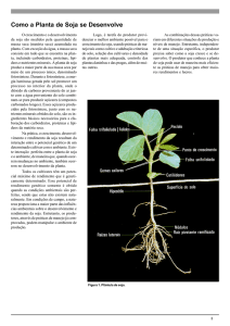 Como a Planta de Soja se Desenvolve - IPNI