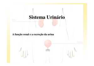 Sistema Urinário