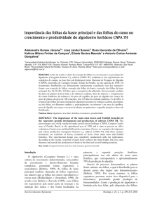 Importância das folhas da haste principal e das folhas do ramo no