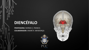 Diencéfalo - Bio-Neuro Psicologia PUC-Rio