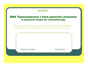 DNA Topoisomerase I from parasitic protozoa: REVIEW