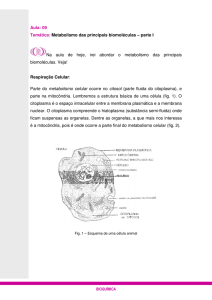 Aula: 09 Temática: Metabolismo das principais biomoléculas – parte