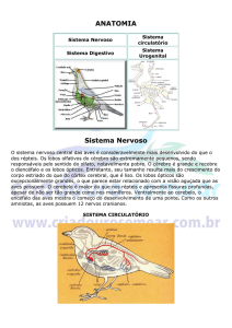 ANATOMIA Sistema Nervoso