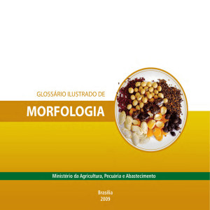 Glossário ilustrado de Morfologia