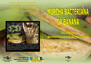 Murcha bacteriana da banana