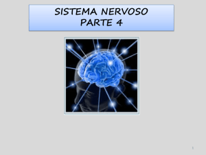 sistema nervoso parte 4