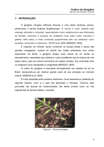 Cultivo do gengibre. - Portal da Horticultura