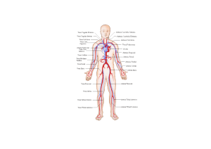 Vasculatura com GD - Anatomia