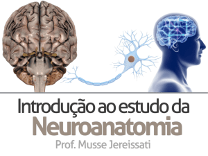 Introdução à Neuroanatomia