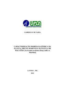 CARACTERIZAÇÃO MORFOANATÔMICA DA PLANTA, FRUTO