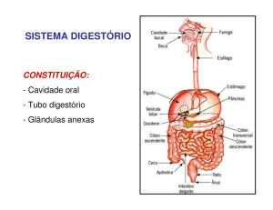 Aula Sistema Digestório 3