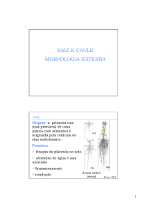 RAIZ E CAULE MORFOLOGIA EXTERNA