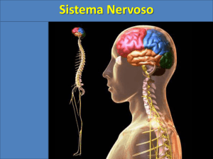 Aula Sistema Nervoso..