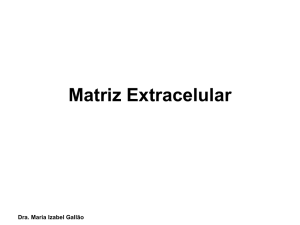 Matriz Extracelular - Departamento de Biologia