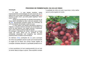 processo de fermentação: da uva ao vinho - IBB