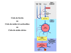 A Regulação do Ciclo de Krebs