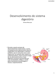 Desenvolvimento do sistema digestório